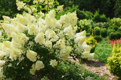 Beautiful hydrangea with blooming white flowers growing in garden