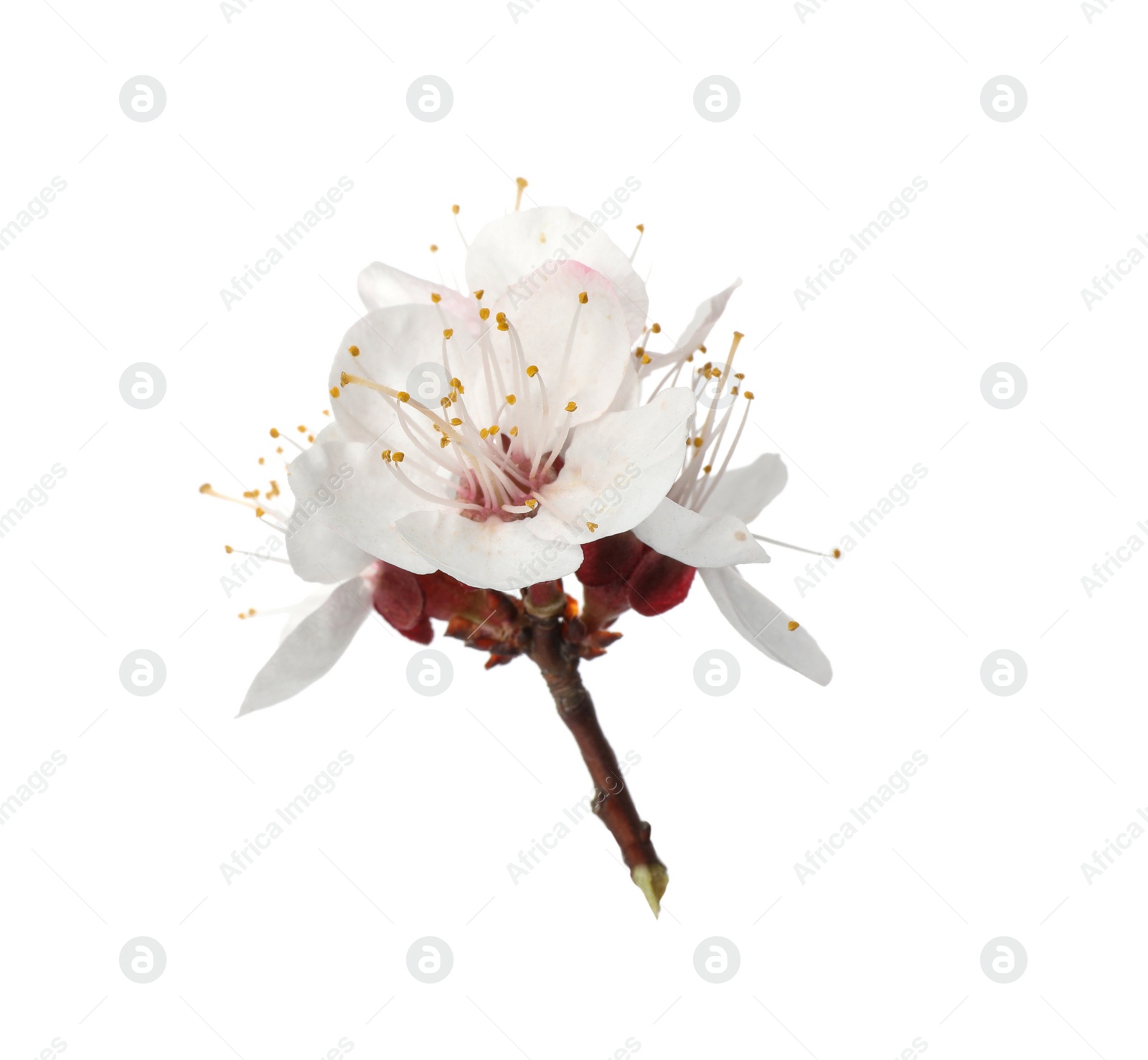 Photo of Beautiful fresh spring flowers on white background