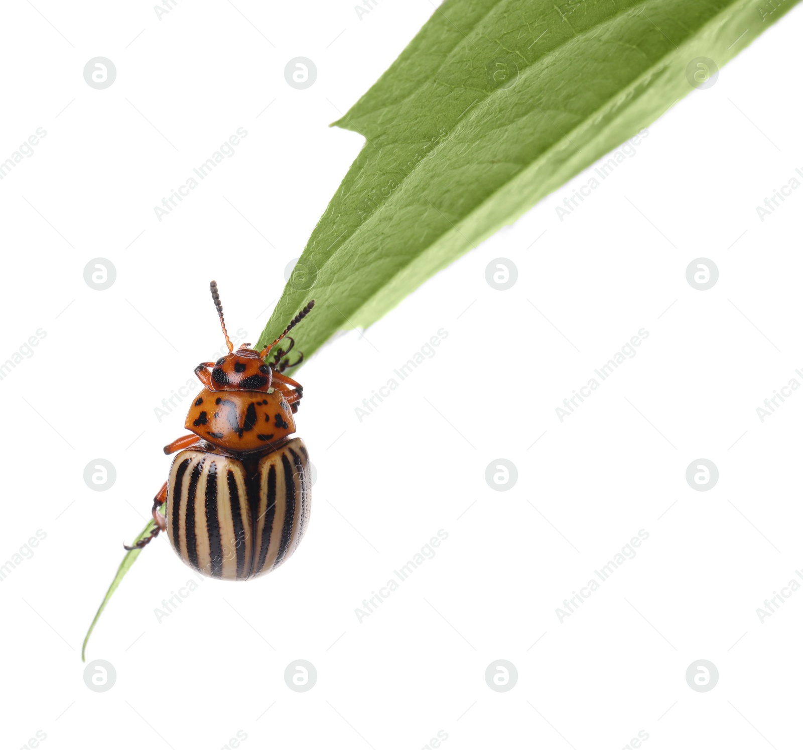 Photo of Colorado potato beetle on green leaf against white background