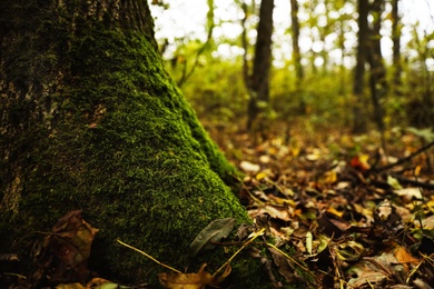 Photo of Tree trunk with green moss in forest on autumn day