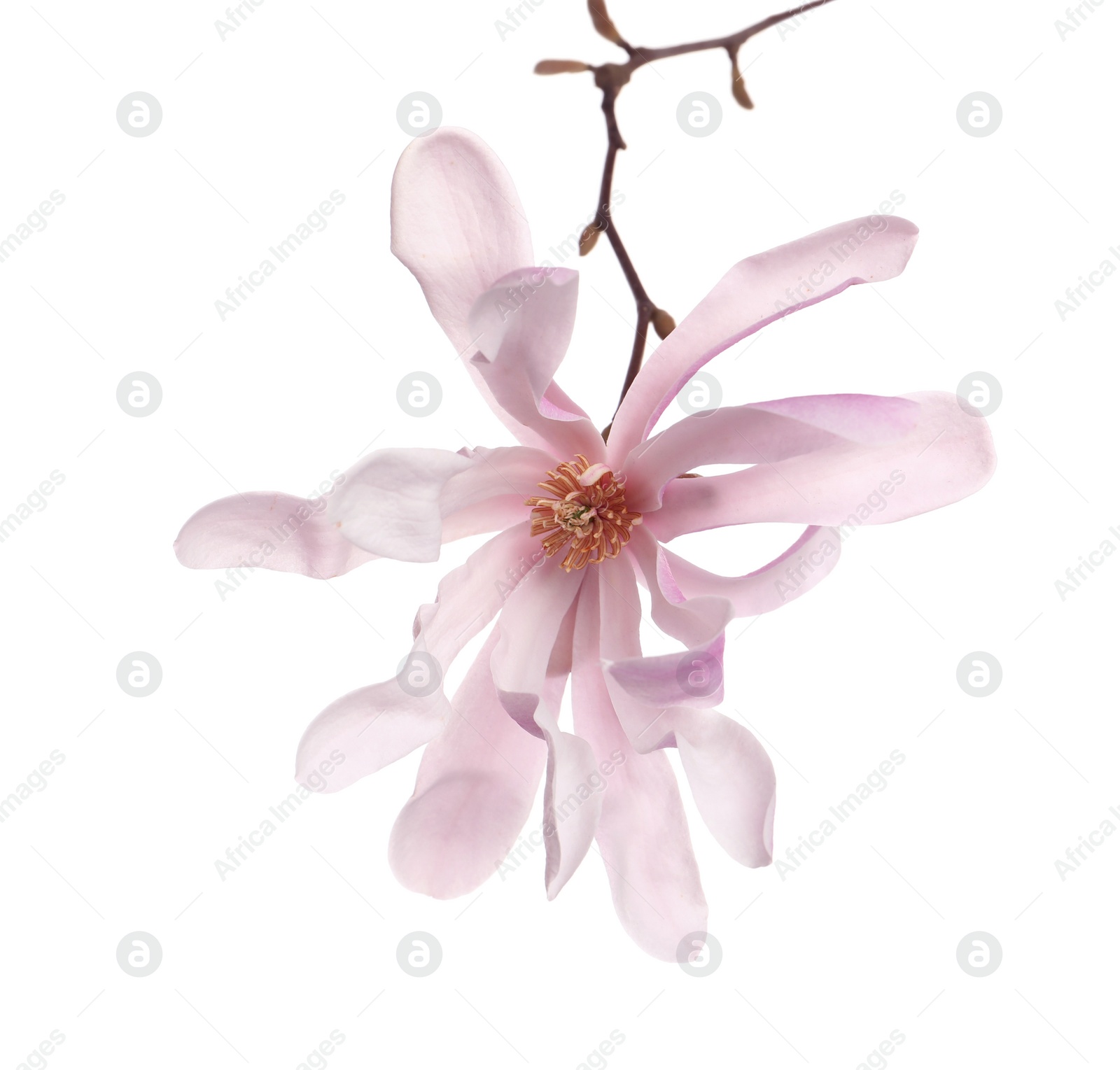 Photo of Magnolia tree branch with beautiful flowers isolated on white