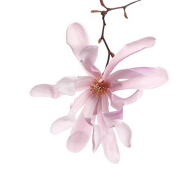 Magnolia tree branch with beautiful flowers isolated on white