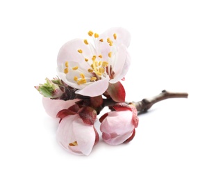 Photo of Beautiful apricot tree blossom on white background. Springtime