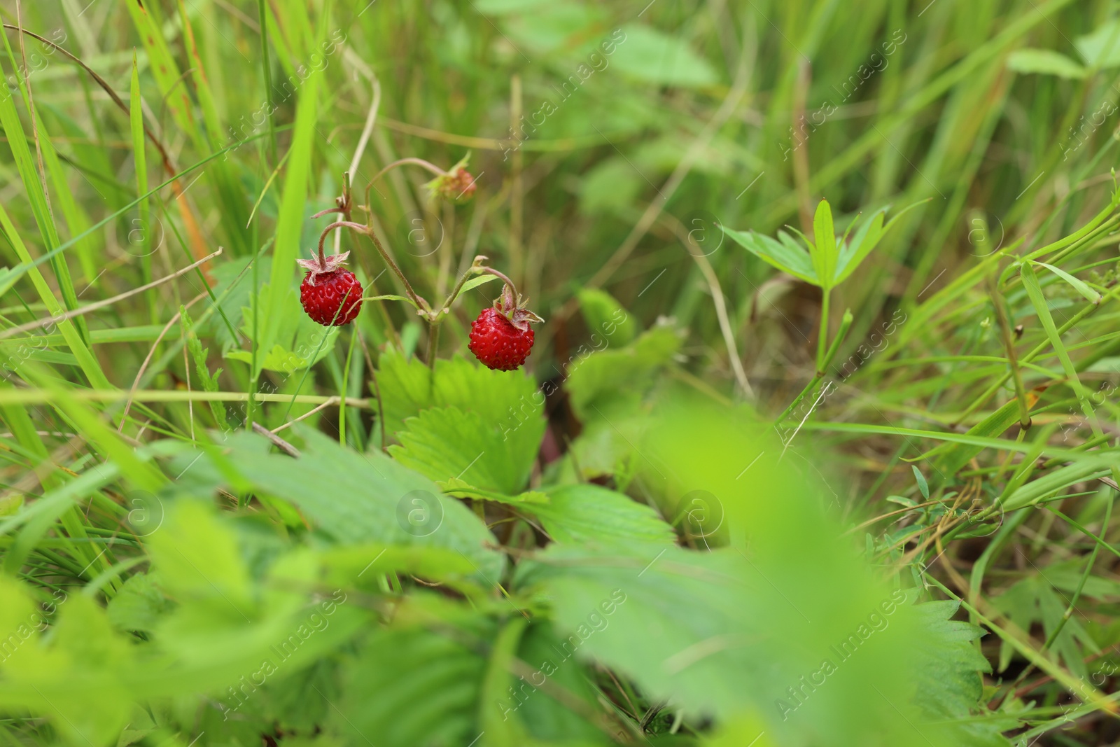 Photo of Small wild strawberries growing outdoors on summer day