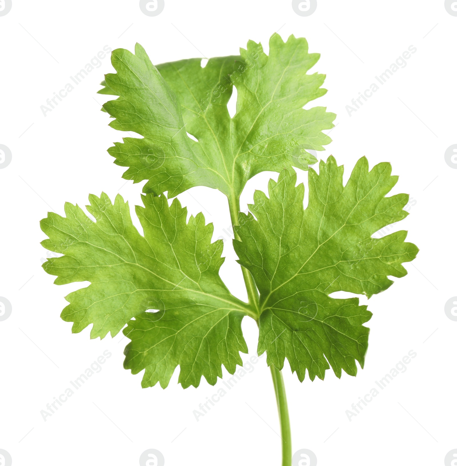 Photo of Fresh green coriander leaves isolated on white