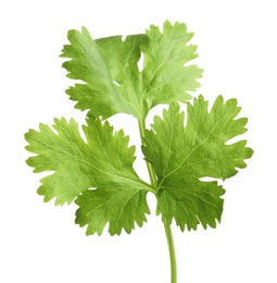 Fresh green coriander leaves isolated on white