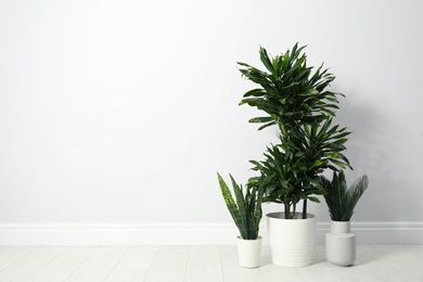 Photo of Tropical plants with lush leaves on floor near white wall. Space for text