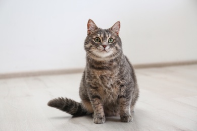 Photo of Cute gray tabby cat sitting on floor indoors. Lovely pet