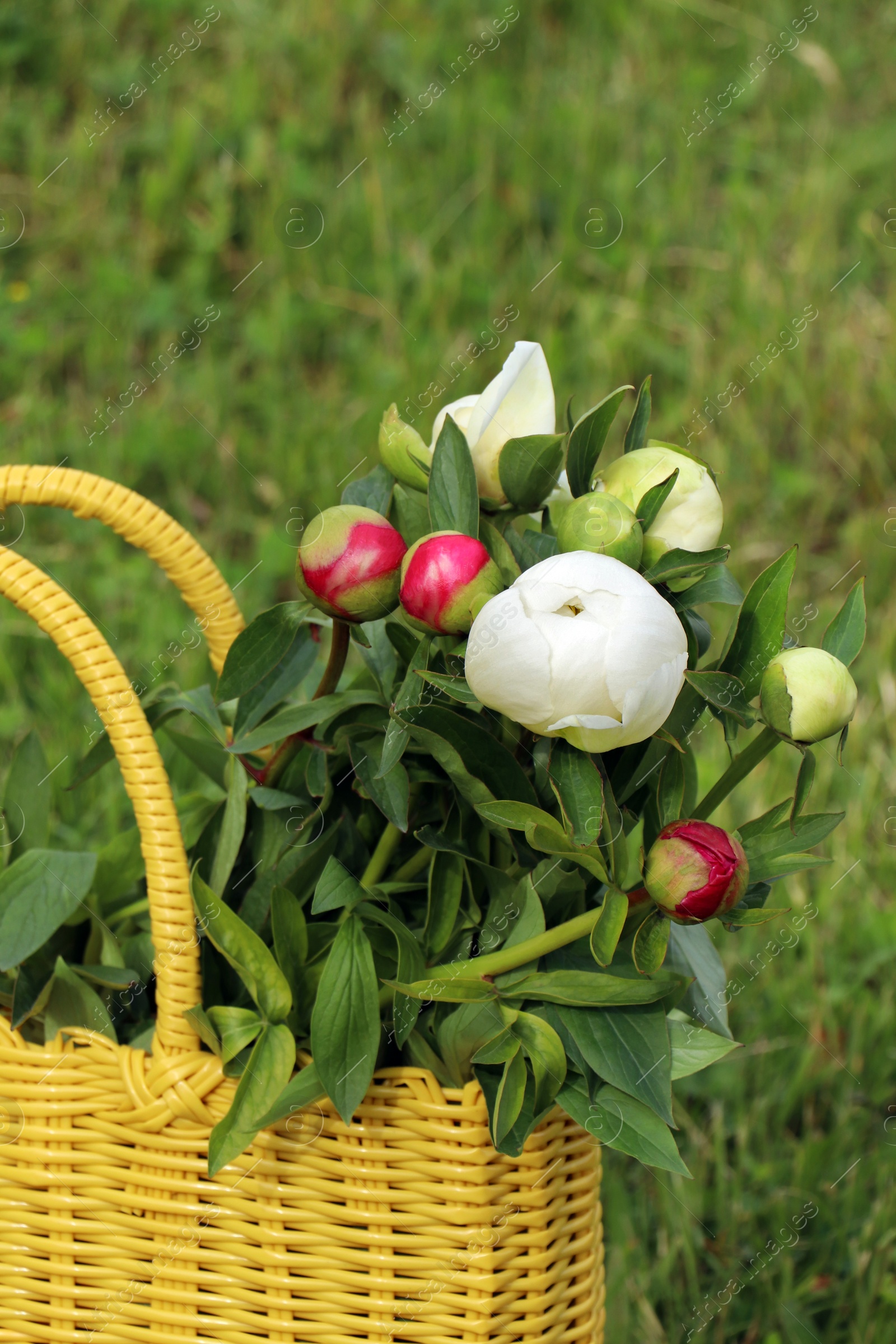 Photo of Many beautiful peony buds in yellow wicker bag on green grass outdoors, closeup