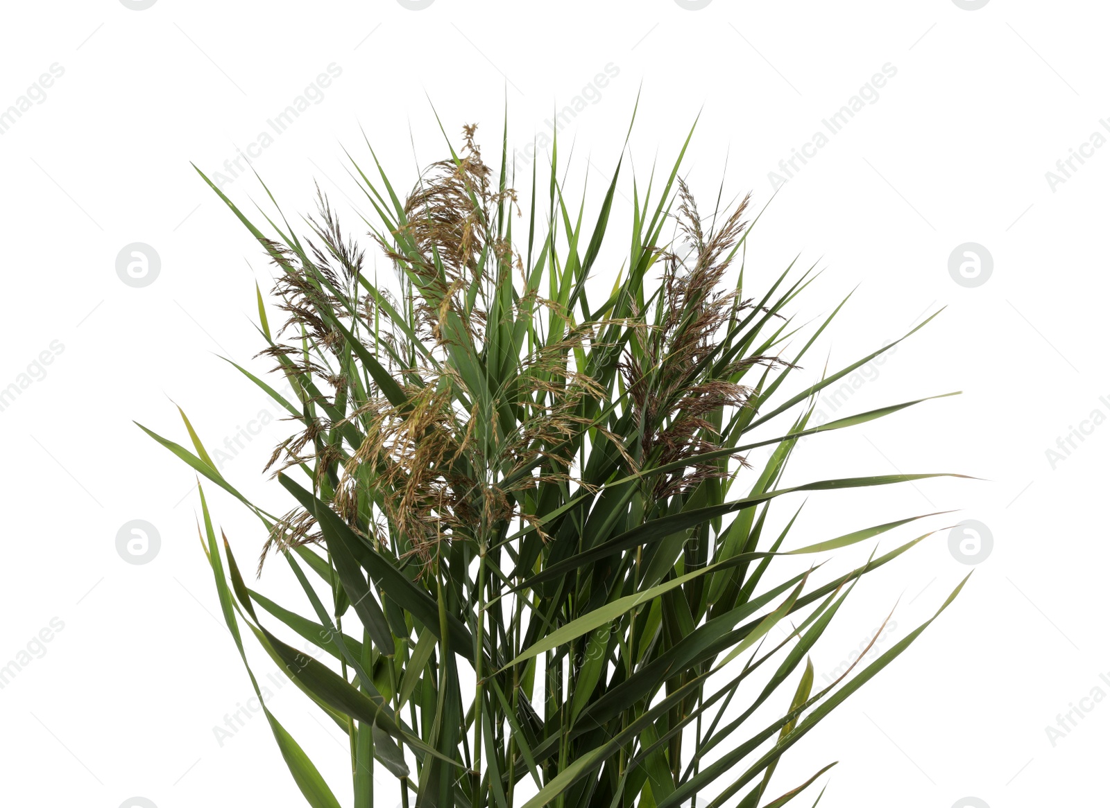 Photo of Beautiful reeds with lush green leaves and seed heads on white background