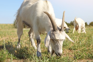 Cute goats on pasture at farm. Animal husbandry