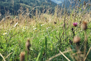 Field with meadow flowers on bright sunny day