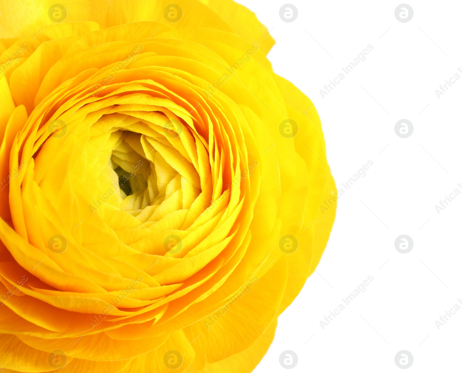 Photo of Beautiful fresh ranunculus flower on white background, closeup