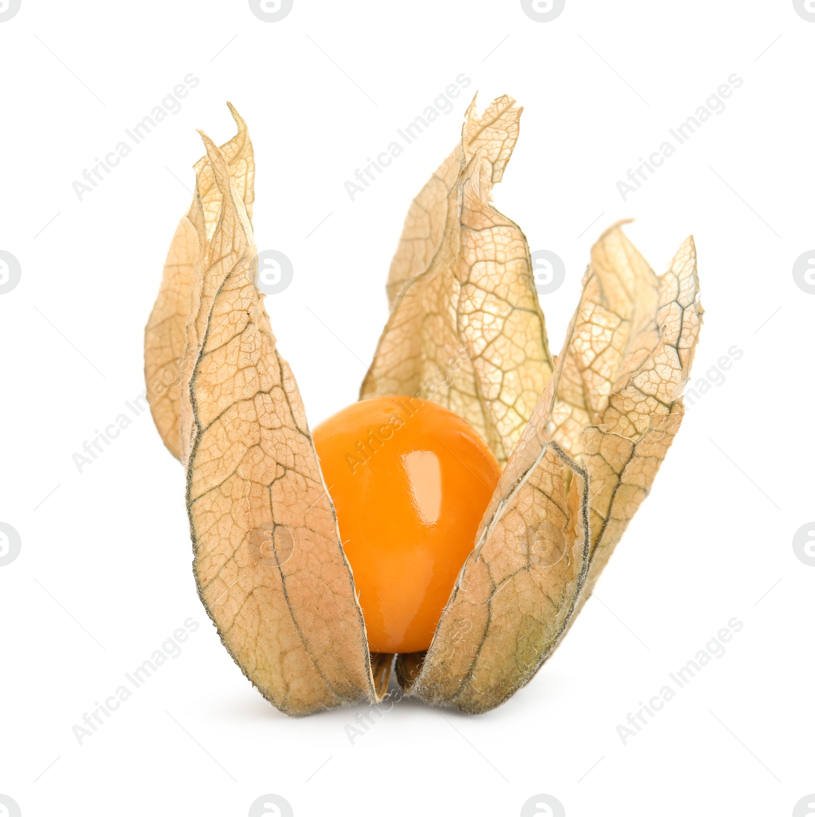 Photo of Ripe physalis fruit with dry husk on white background