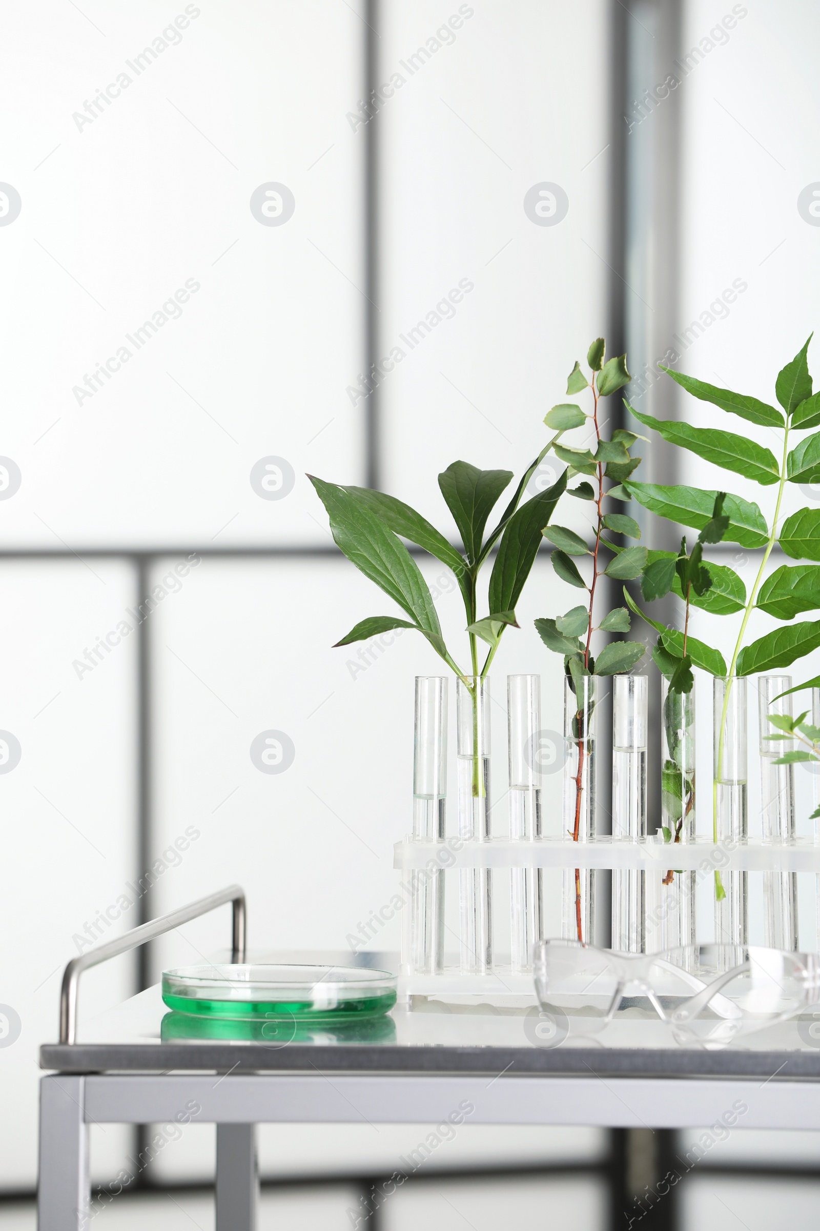 Photo of Test tubes with liquid and plants on metal table in laboratory