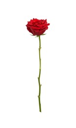 Photo of Beautiful fresh red rose isolated on white