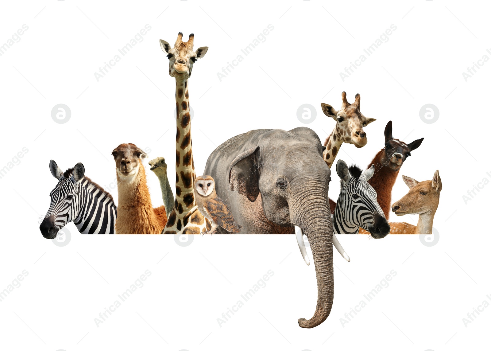 Image of Group of different wild animals standing behind banner on white background, collage