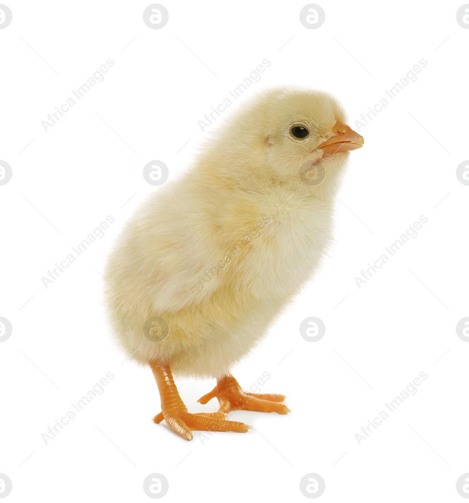 Photo of Cute fluffy baby chicken on white background