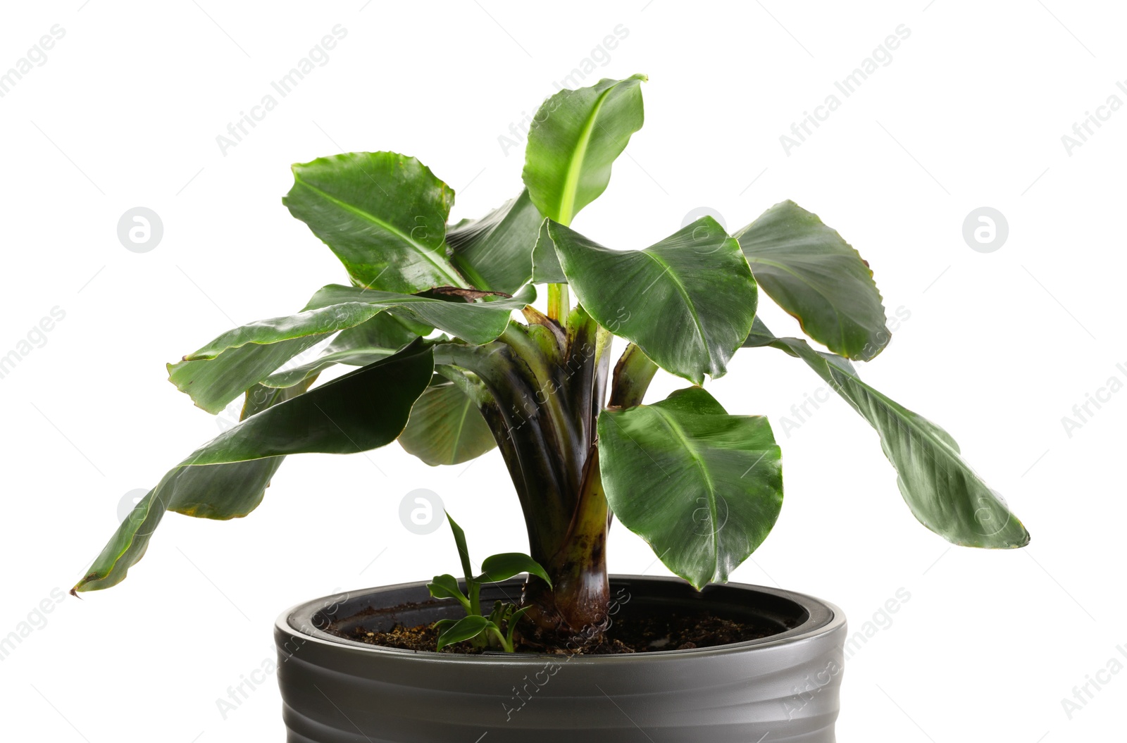 Photo of Houseplant with damaged leaves on white background, closeup