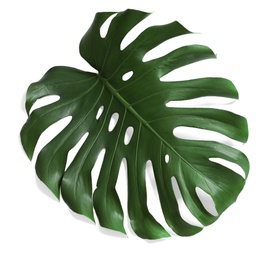 Photo of Green fresh monstera leaf on white background, top view. Tropical plant