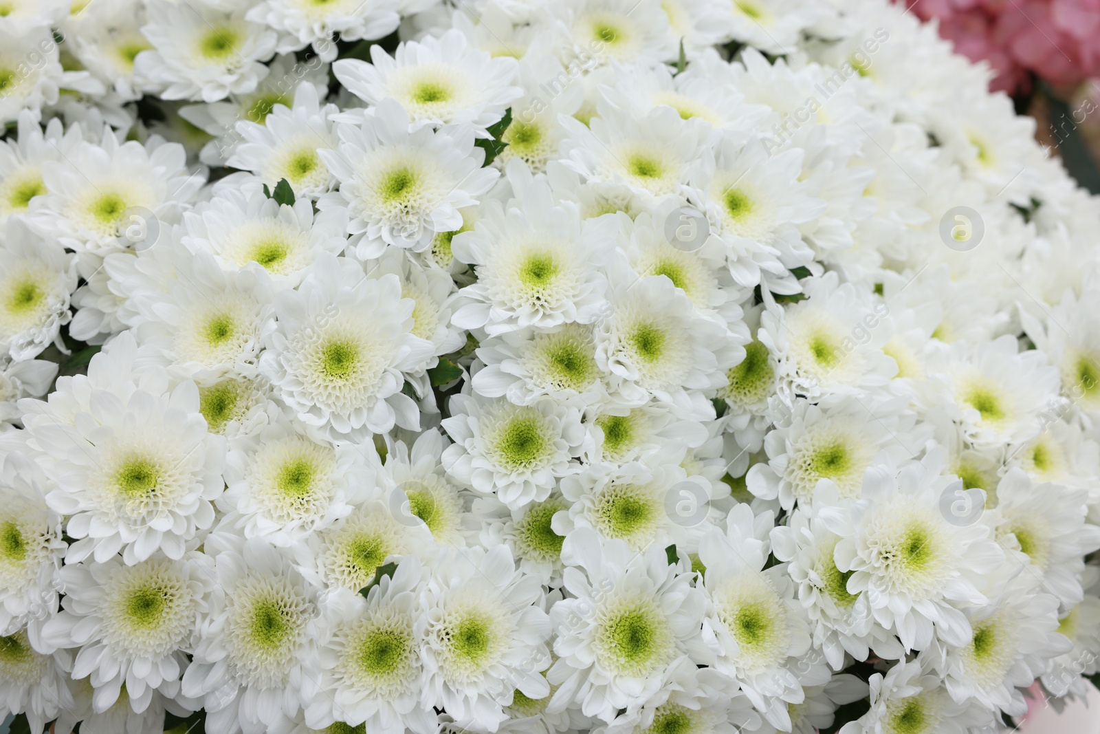 Photo of Chrysanthemum plant with beautiful white flowers, closeup