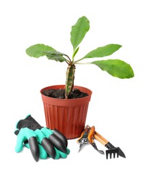 Photo of Pair of gloves, potted plant and gardening tools on white background