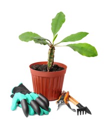 Pair of gloves, potted plant and gardening tools on white background