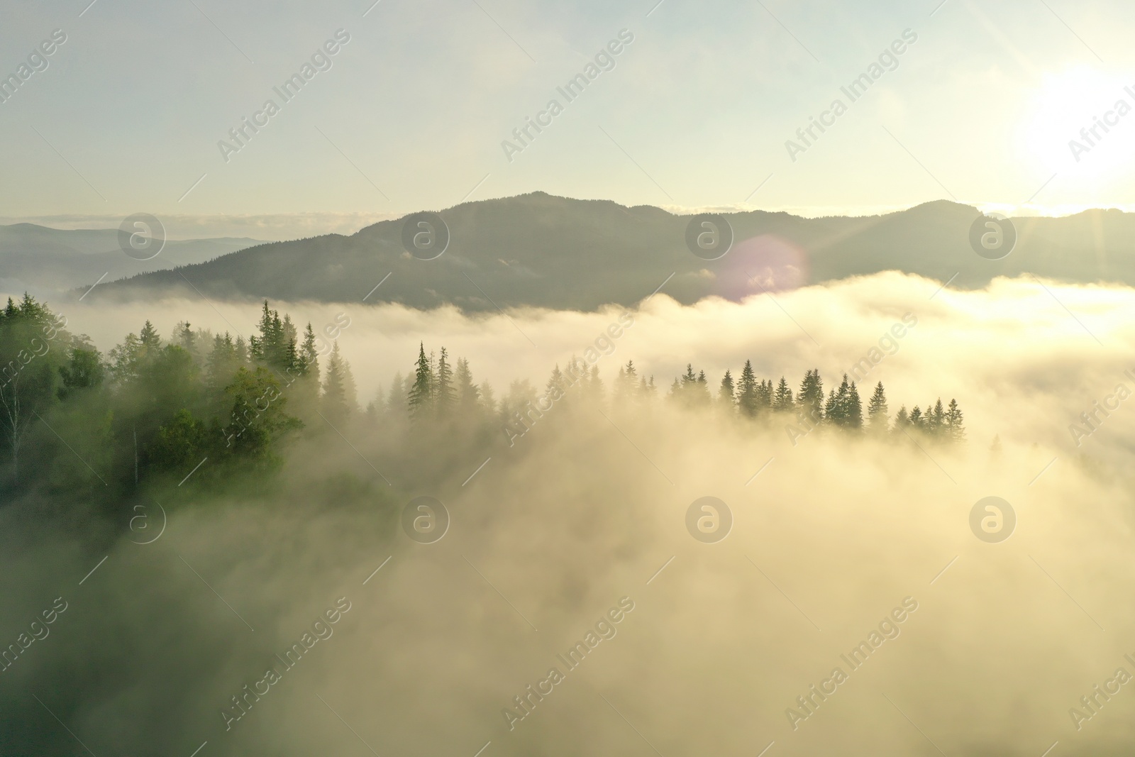 Photo of Aerial view of beautiful conifer trees in mountains covered with fog at sunrise