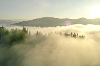 Aerial view of beautiful conifer trees in mountains covered with fog at sunrise