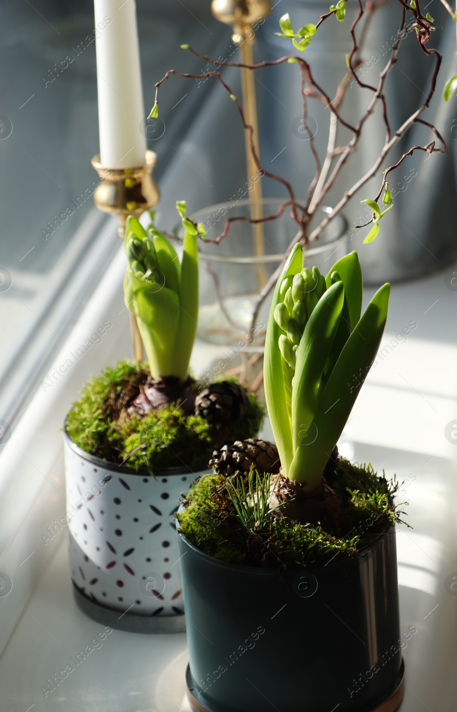 Photo of Potted hyacinths on window sill indoors. First spring flowers