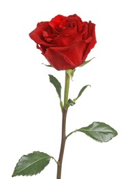 Beautiful fresh red rose isolated on white