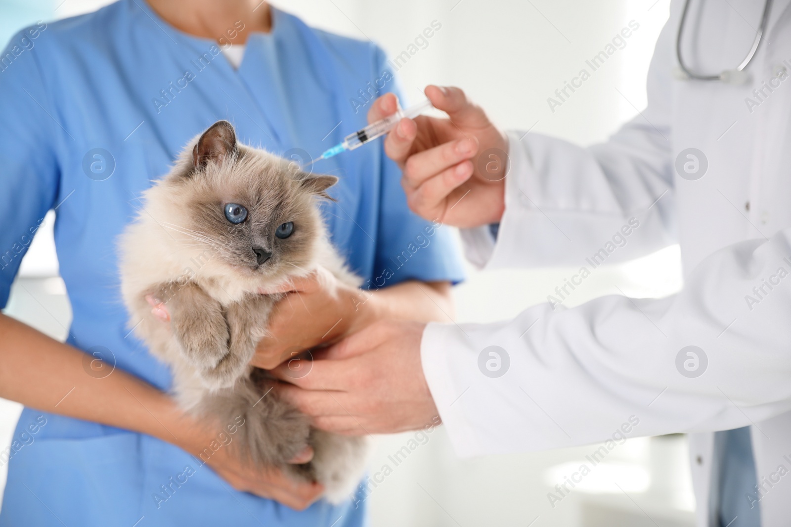 Photo of Professional veterinarians vaccinating cat in clinic, closeup