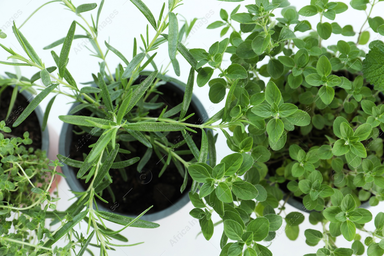 Photo of Different fresh potted herbs on windowsill indoors, above view