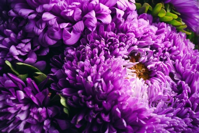 Photo of Beautiful purple asters as background, closeup. Autumn flowers