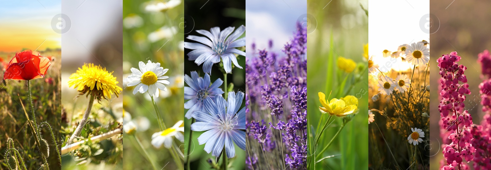 Image of Collage with photos of different beautiful wild flowers growing in meadow