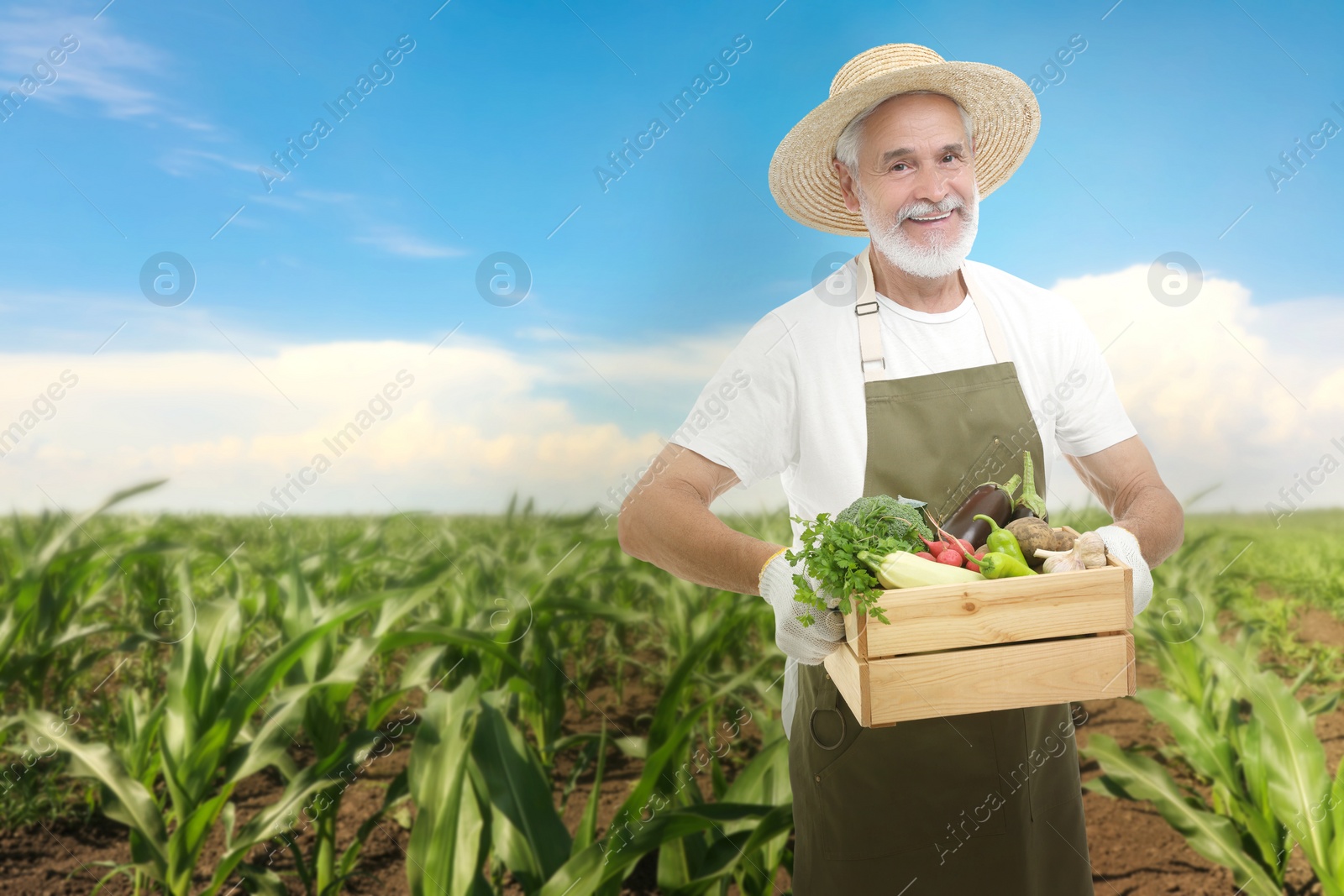 Image of Harvesting season. Farmer holding wooden crate with crop in field