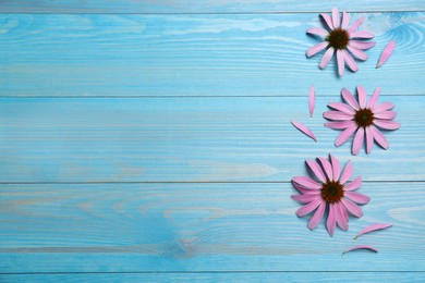Beautiful blooming echinacea flowers and petals on turquoise wooden table, flat lay. Space for text
