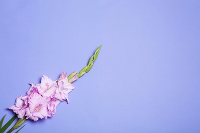 Photo of Beautiful gladiolus flowers on violet background, top view. Space for text
