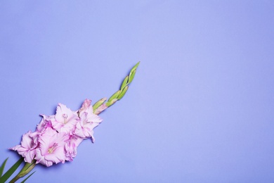 Beautiful gladiolus flowers on violet background, top view. Space for text