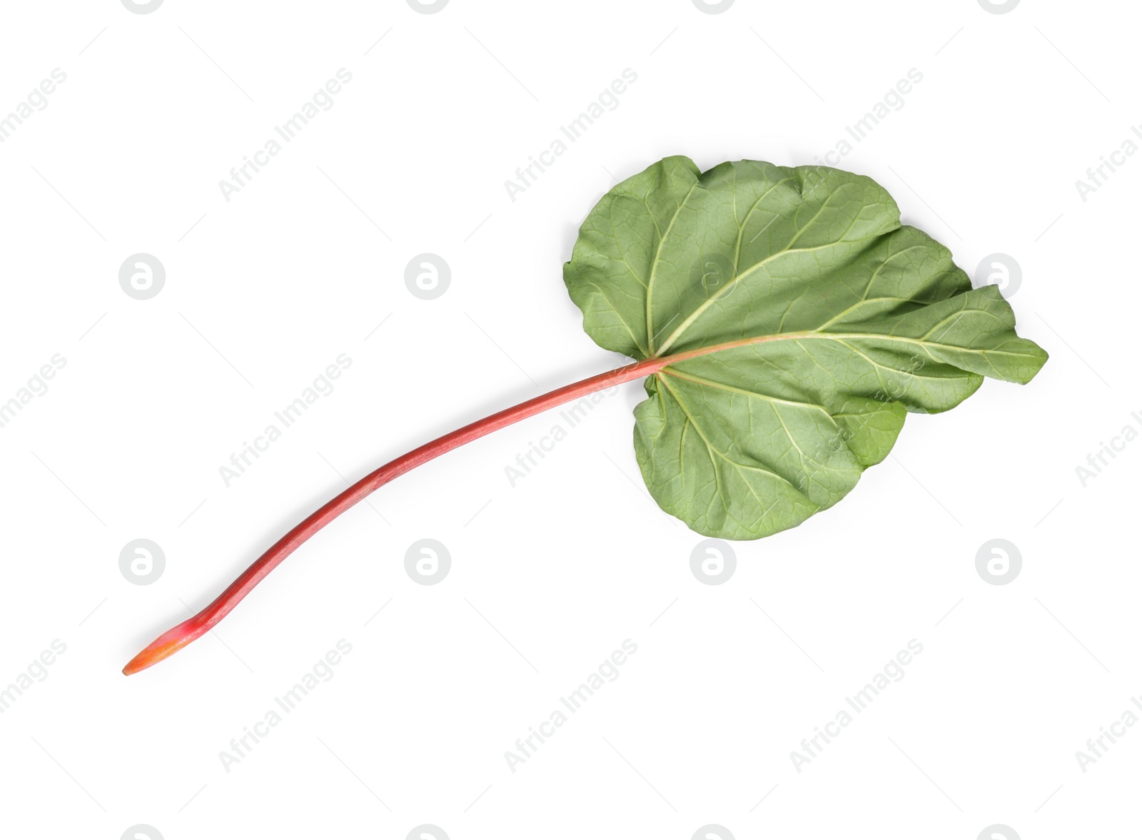 Photo of Fresh rhubarb stalk with leaf isolated on white, top view