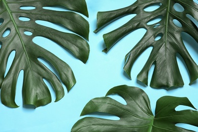 Photo of Green fresh monstera leaves on color background, flat lay. Tropical plant