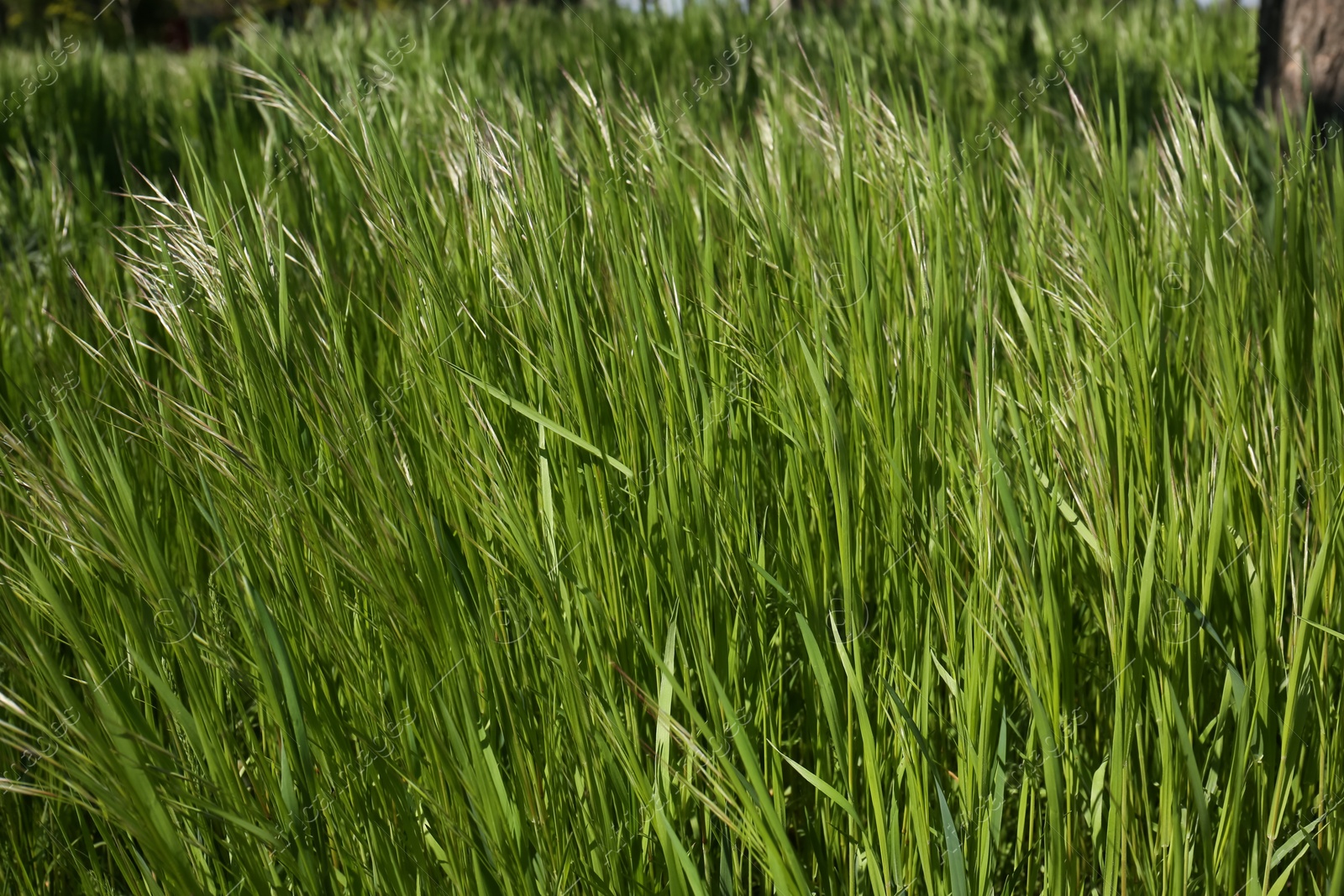 Photo of Beautiful vibrant green grass growing outdoors on sunny day