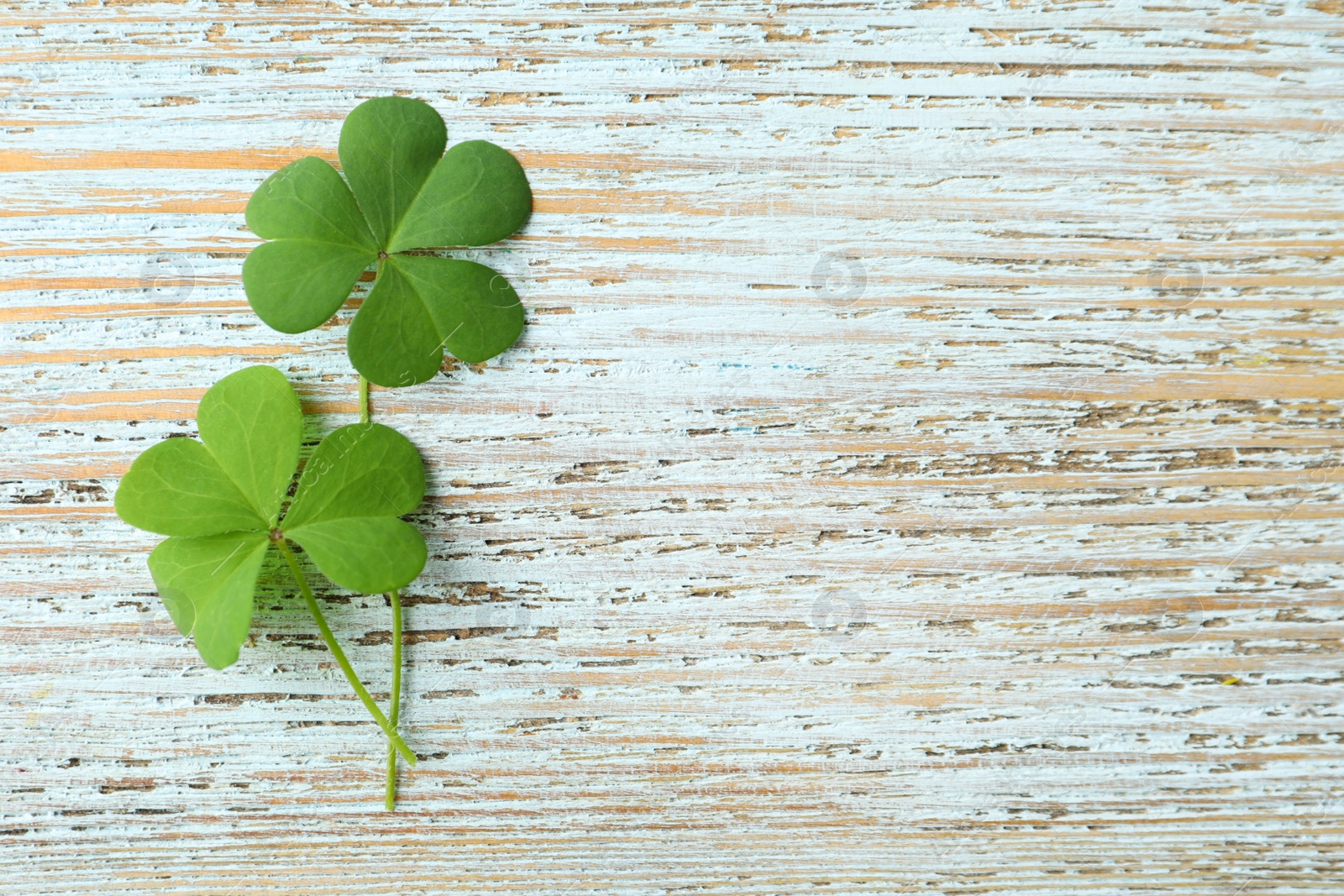 Photo of Clover leaves on light wooden table, flat lay with space for text. St. Patrick's Day symbol