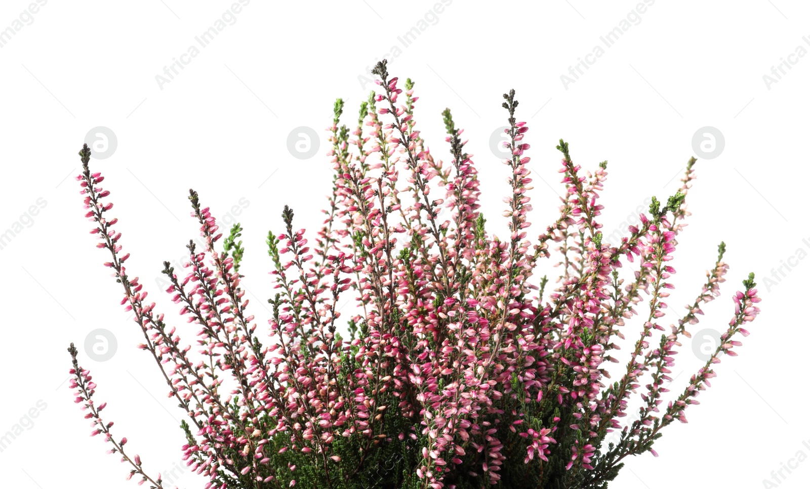 Photo of Heather with beautiful flowers on white background