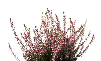 Photo of Heather with beautiful flowers on white background