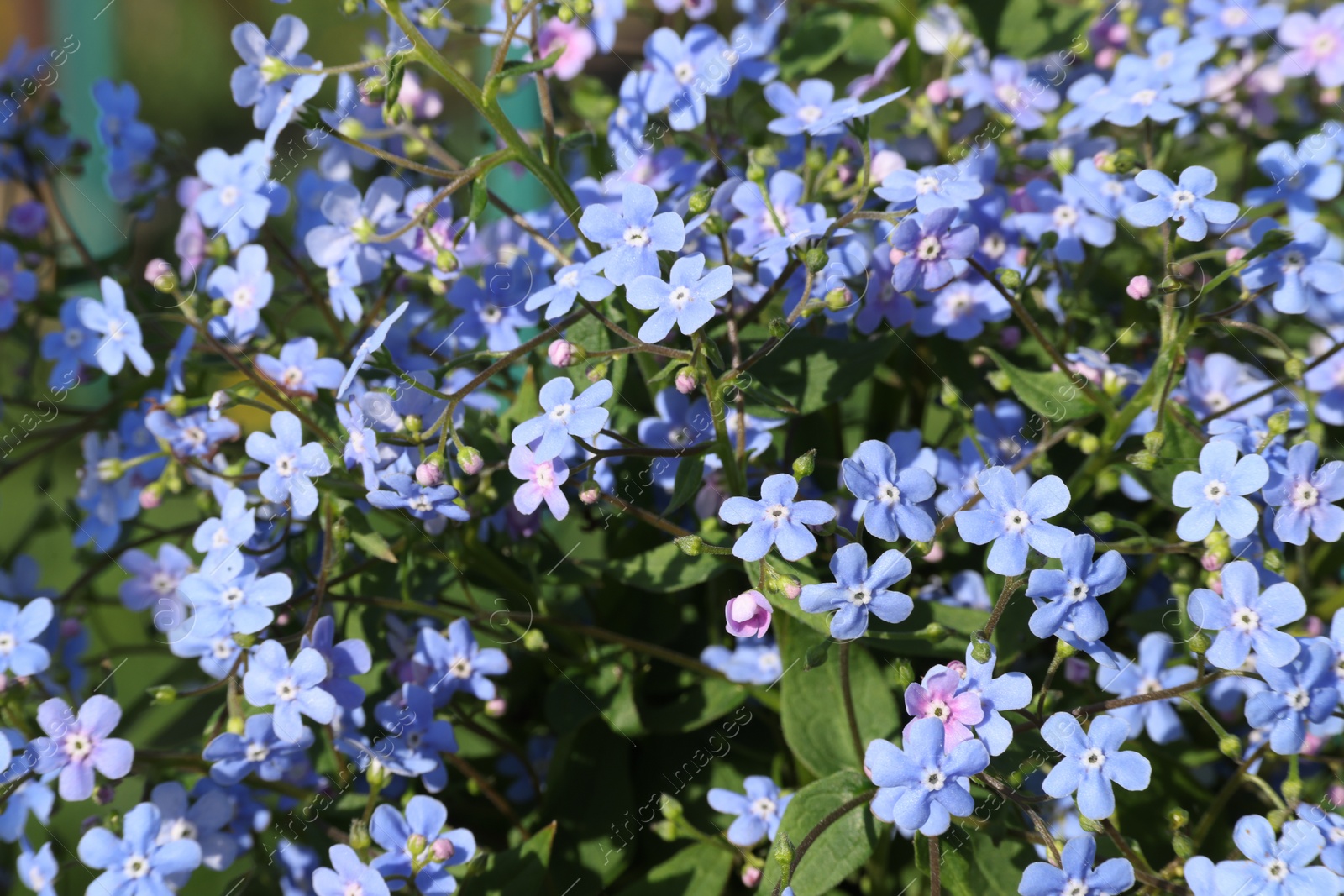 Photo of Beautiful forget-me-not flowers growing outdoors. Spring season