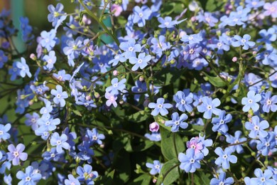 Beautiful forget-me-not flowers growing outdoors. Spring season