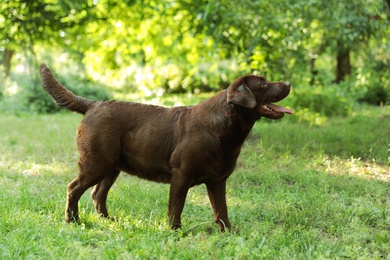 Photo of Cute Chocolate Labrador Retriever dog in summer park