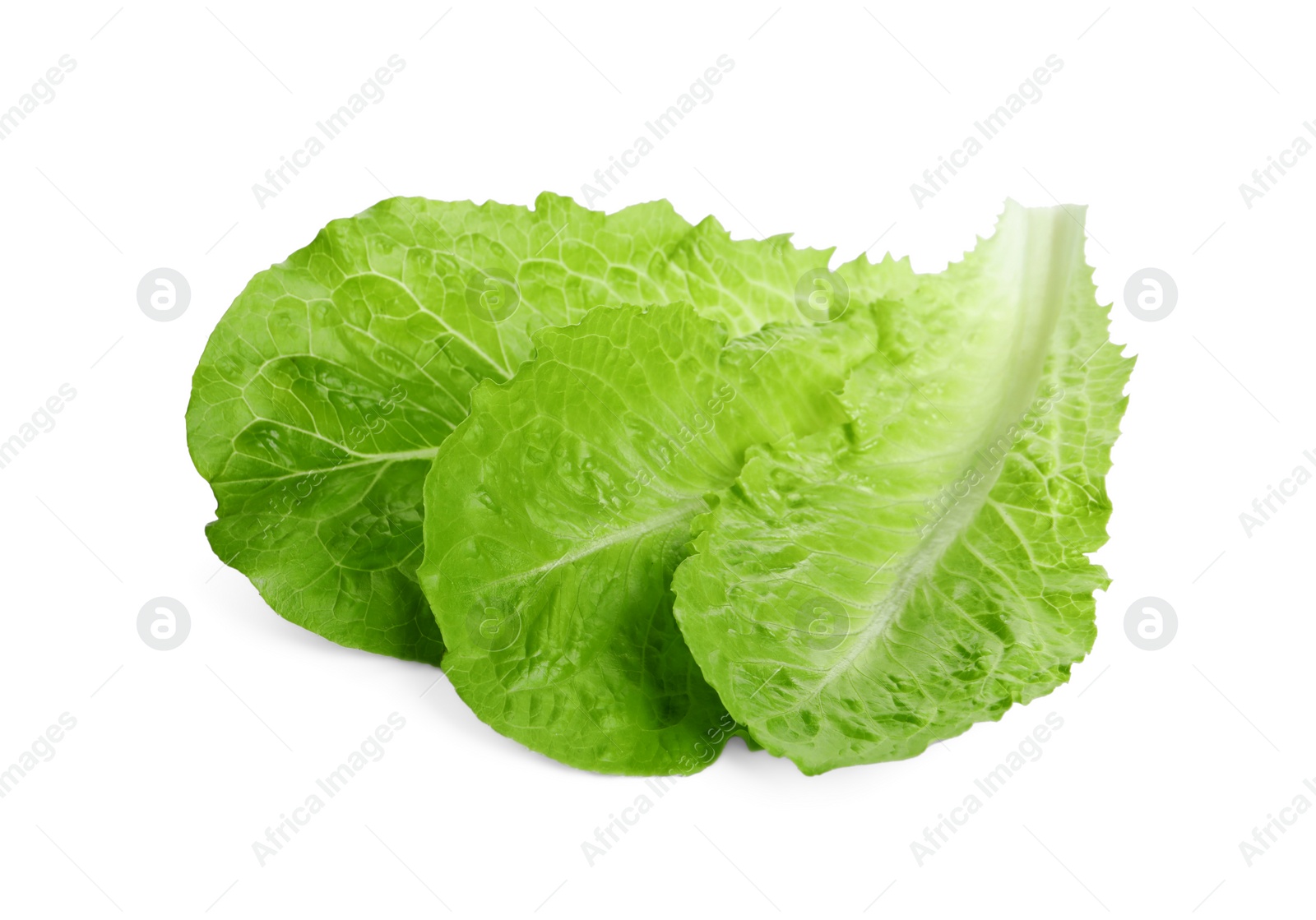 Photo of Fresh green leaves of romaine lettuce isolated on white