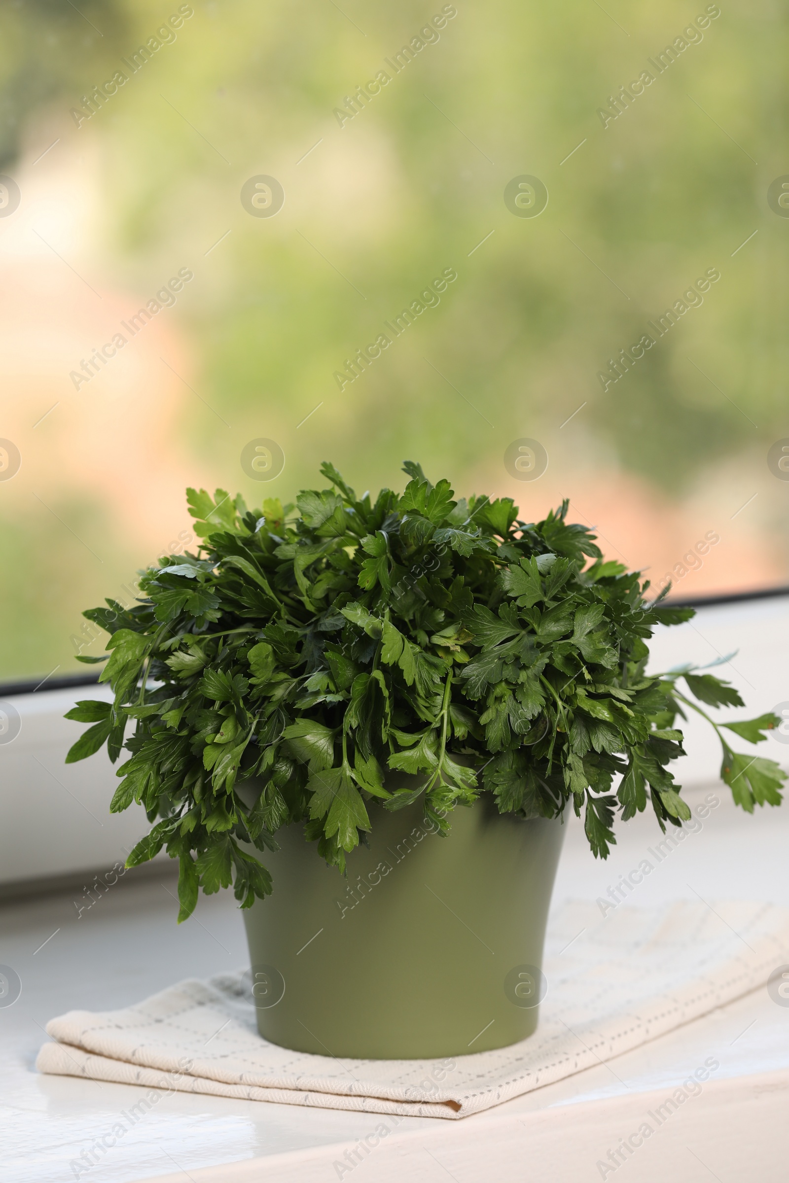 Photo of Aromatic parsley growing in pot on window sill. Space for text